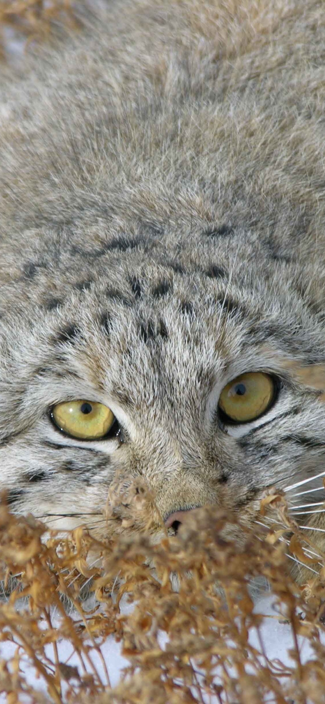 Обои Дикая кошка, pallass кот, котенок, кошачьих, живая природа в разрешении 1125x2436