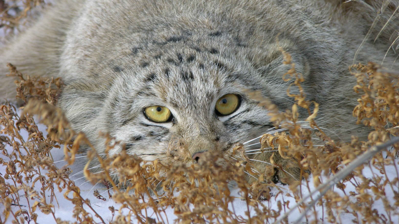 Обои Дикая кошка, pallass кот, котенок, кошачьих, живая природа в разрешении 1366x768