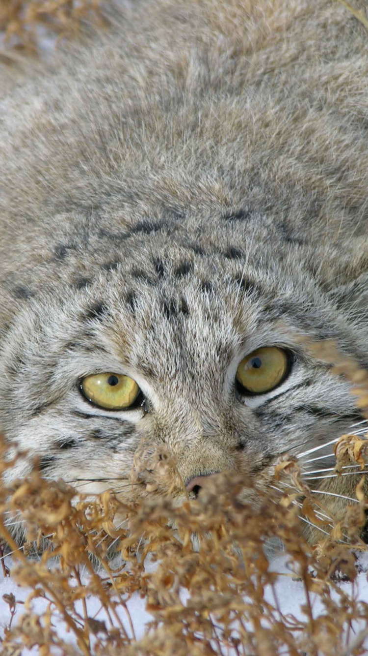 Обои Дикая кошка, pallass кот, котенок, кошачьих, живая природа в разрешении 750x1334