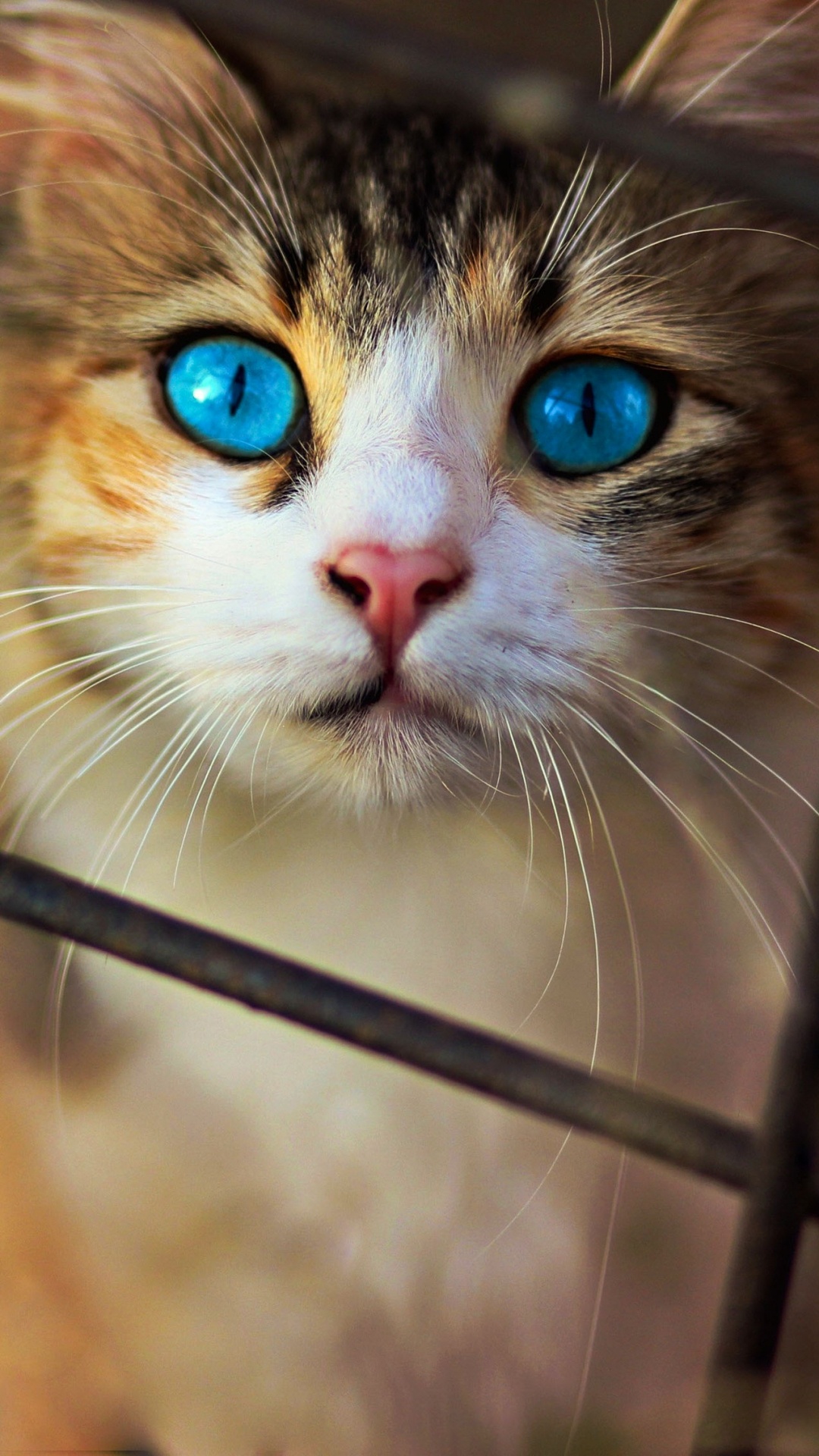 Обои кот, котенок, полосатый кот, привлекательность, бакенбарды в разрешении 1080x1920