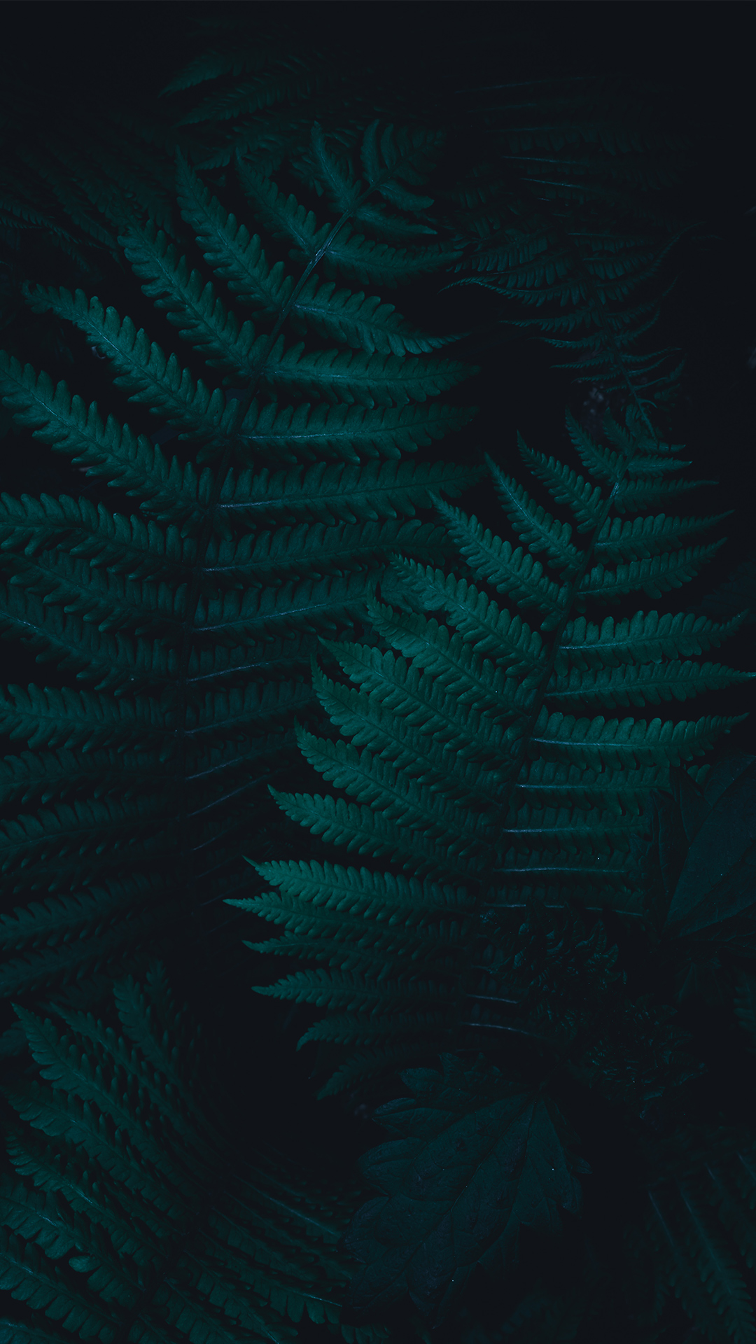 Обои атмосфера, бирюзовый м, растение, лазурный, ветвь в разрешении 1080x1920