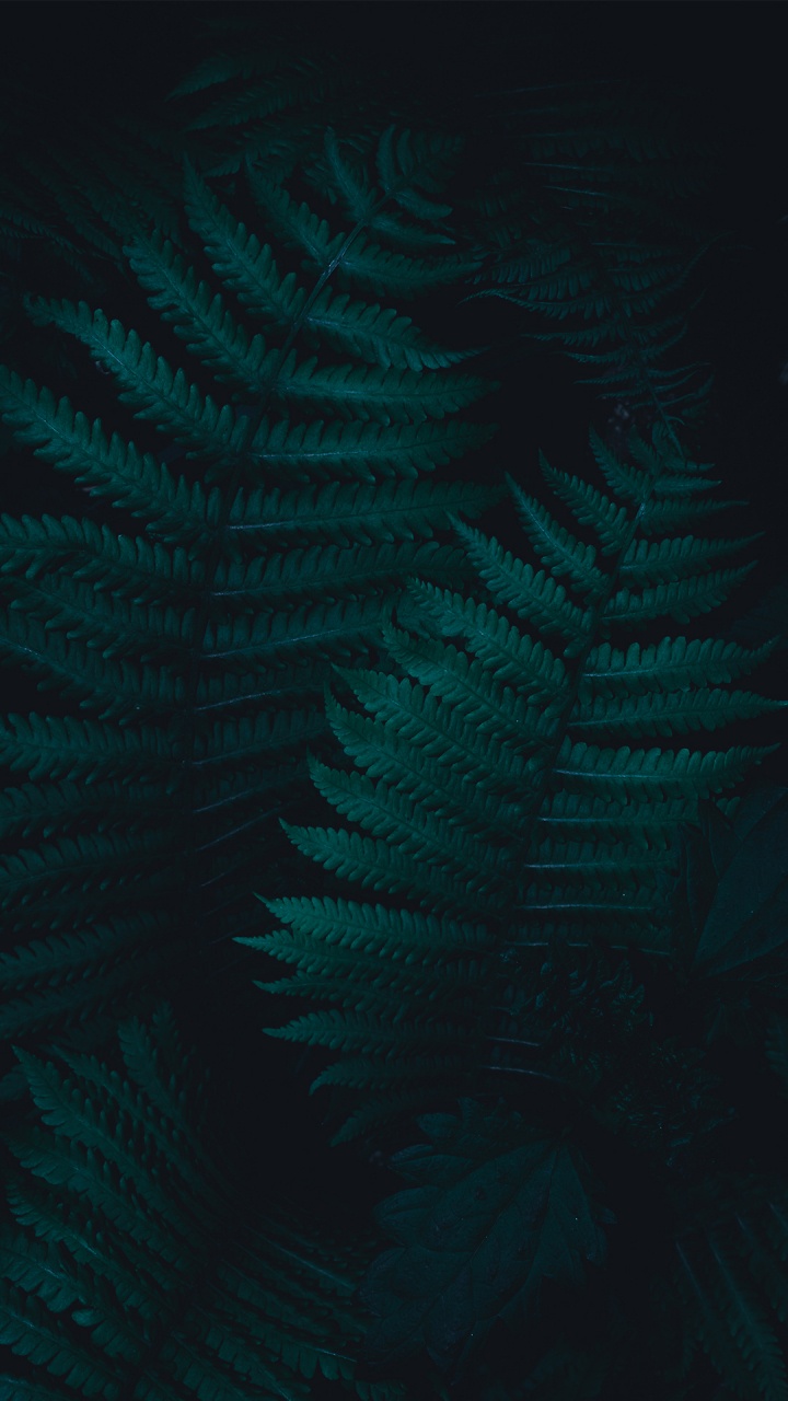 Обои атмосфера, бирюзовый м, растение, лазурный, ветвь в разрешении 720x1280