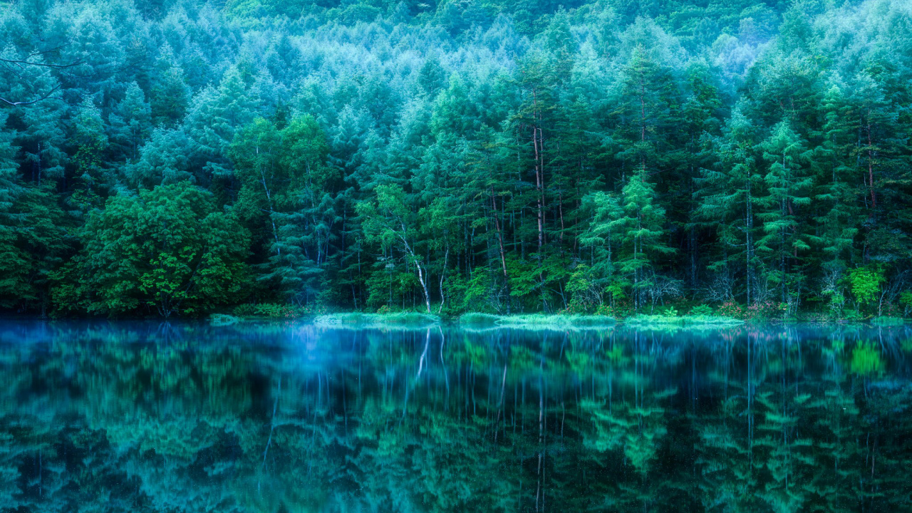 Обои природа, вода, зеленый, отражение, растительность в разрешении 1280x720