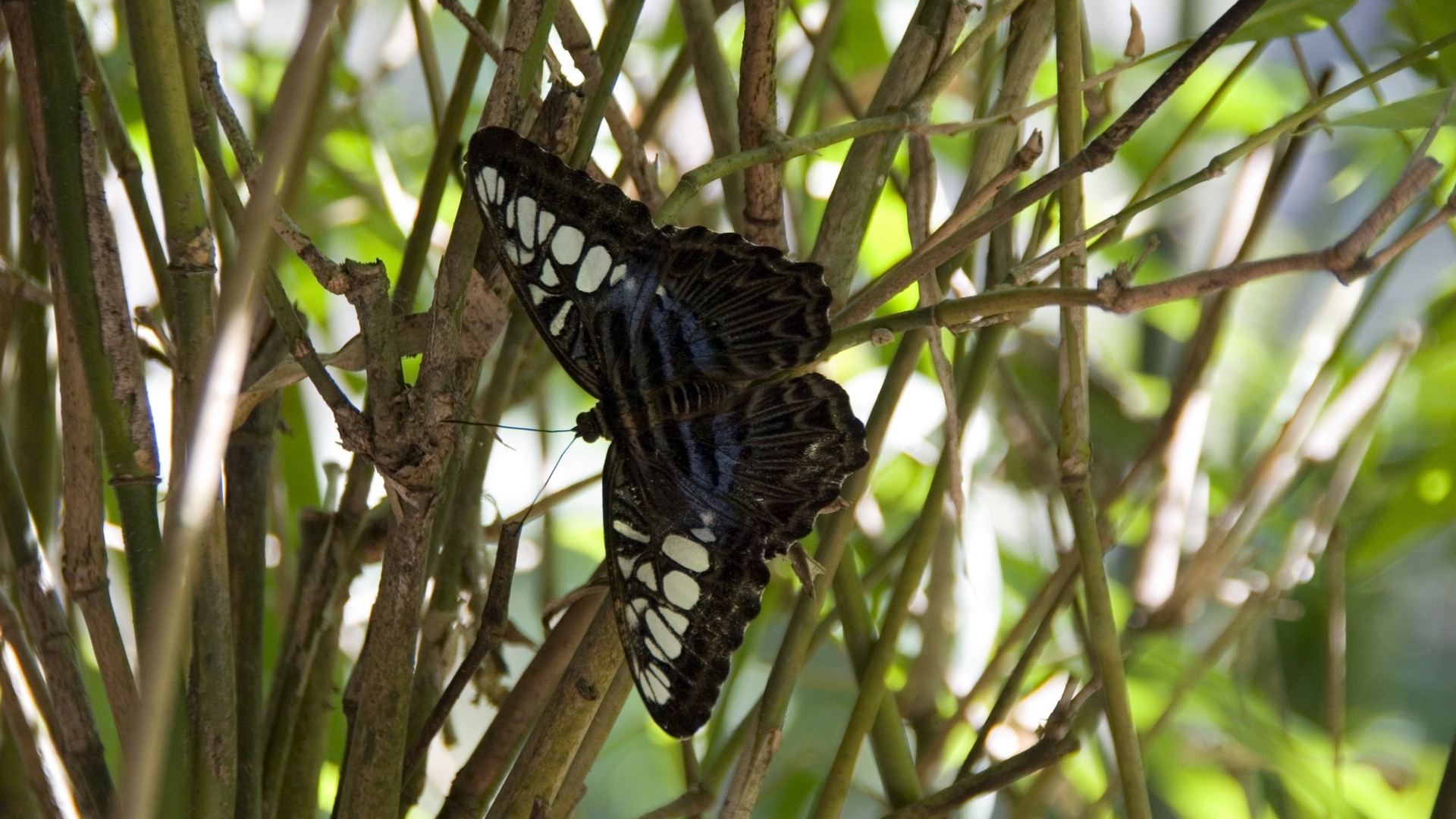 Обои насекомое, бабочка, мотыльки и бабочки, беспозвоночных, опылитель в разрешении 1920x1080