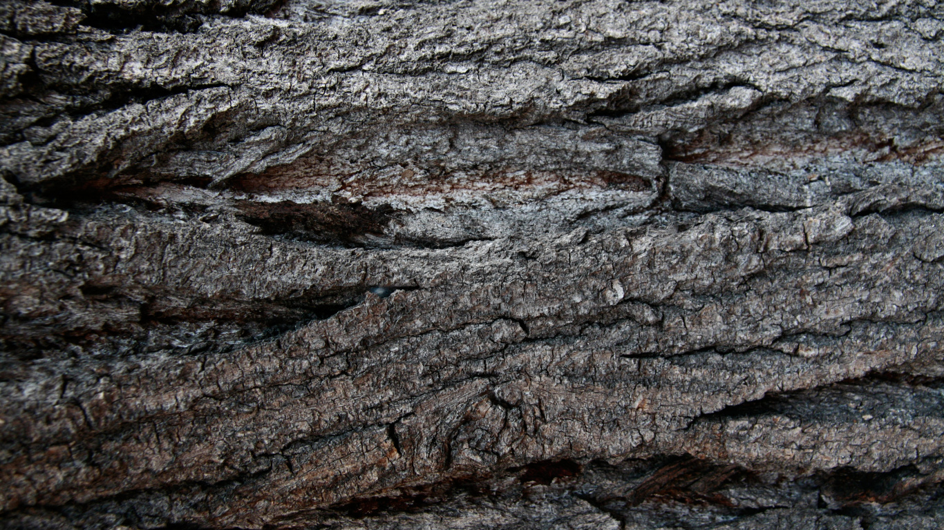 Обои древесина, Кора, дерево, рок, геология в разрешении 1366x768