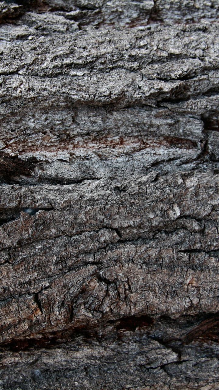Обои древесина, Кора, дерево, рок, геология в разрешении 720x1280