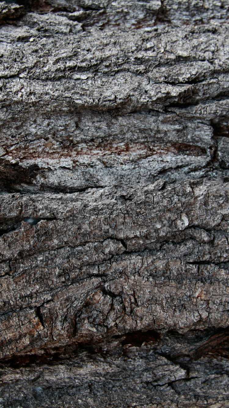 Обои древесина, Кора, дерево, рок, геология в разрешении 750x1334