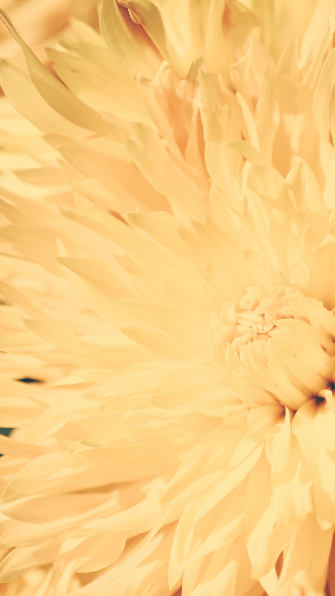 Обои крупный план, Хризантема, желтый, цветок, растение в разрешении 1080x1920