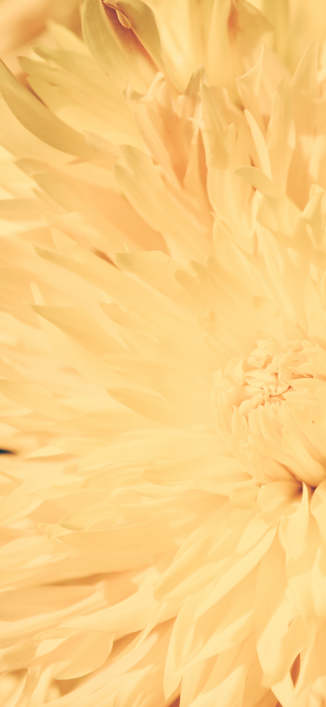 Обои крупный план, Хризантема, желтый, цветок, растение в разрешении 1125x2436