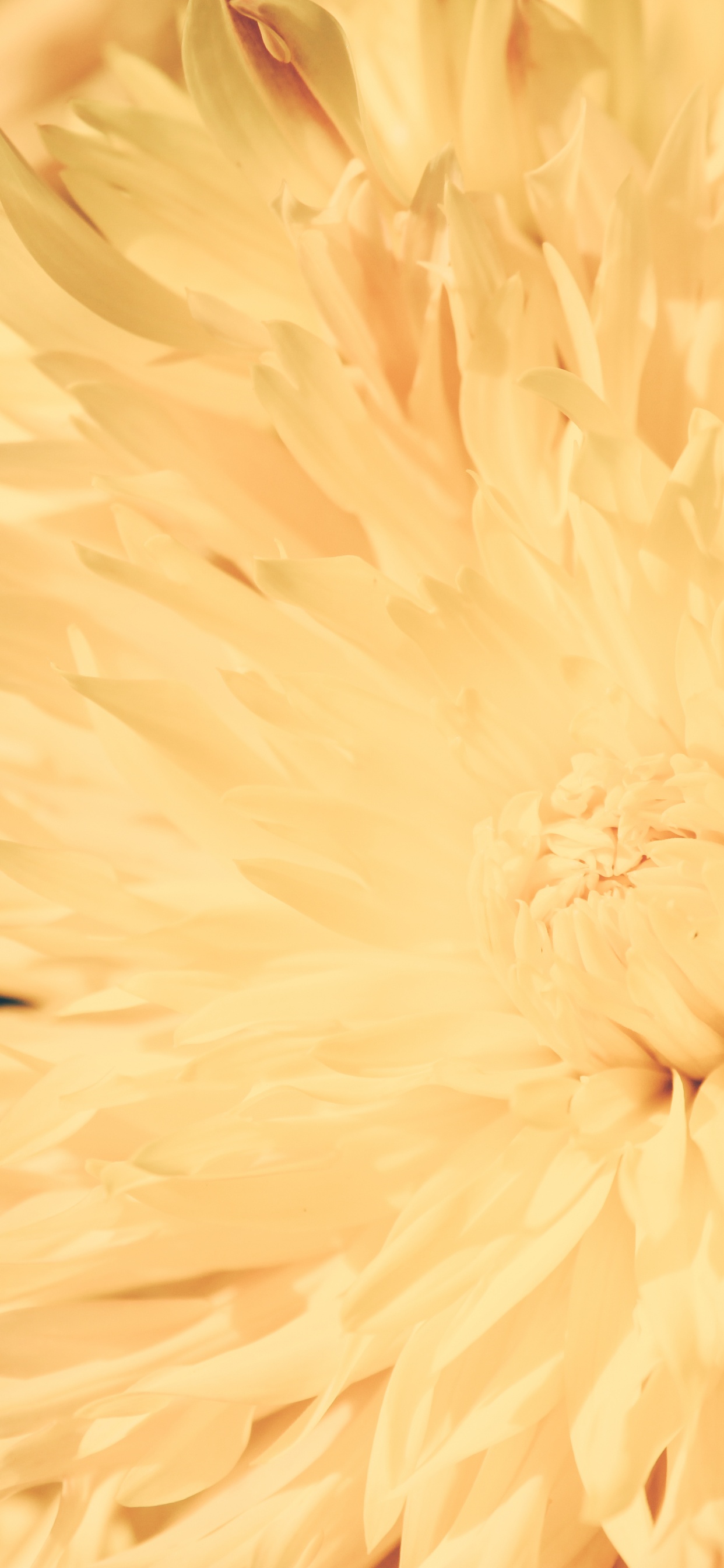 Обои крупный план, Хризантема, желтый, цветок, растение в разрешении 1242x2688