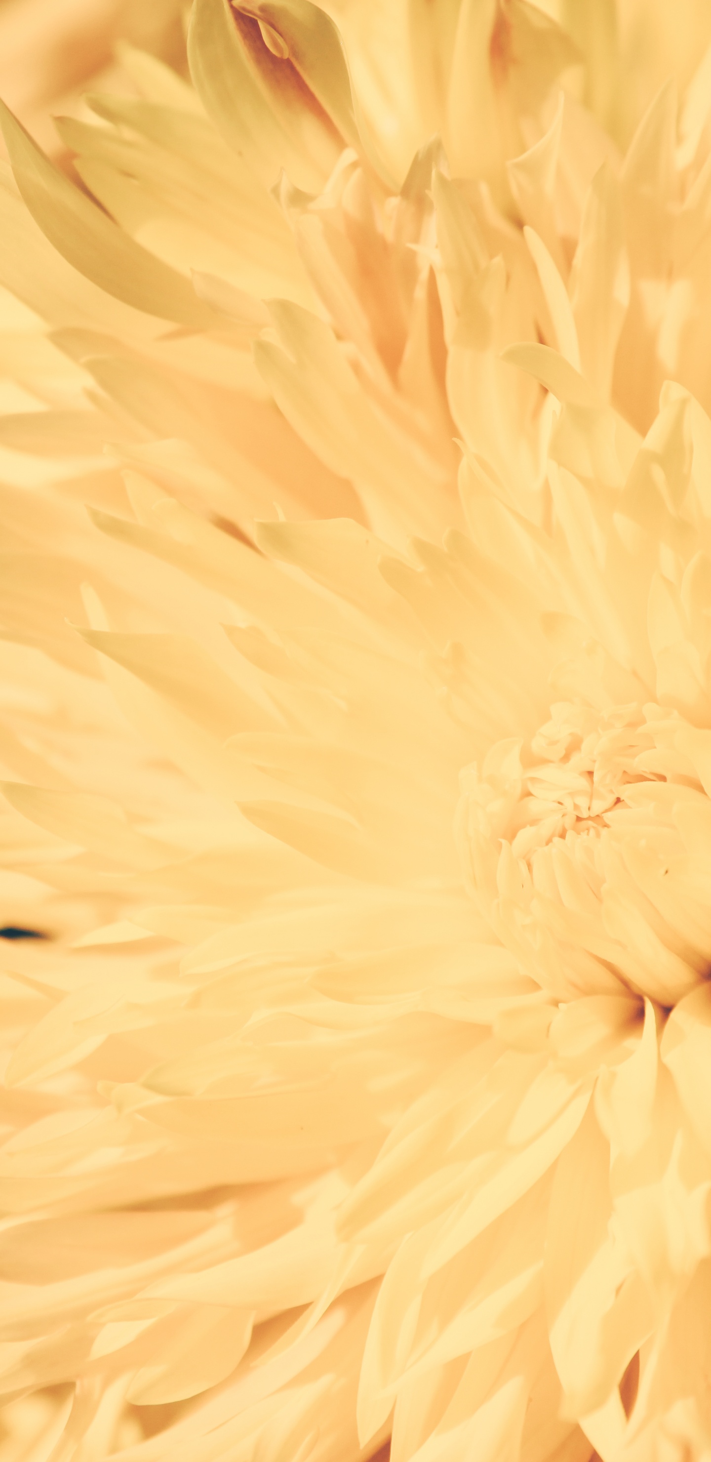 Обои крупный план, Хризантема, желтый, цветок, растение в разрешении 1440x2960