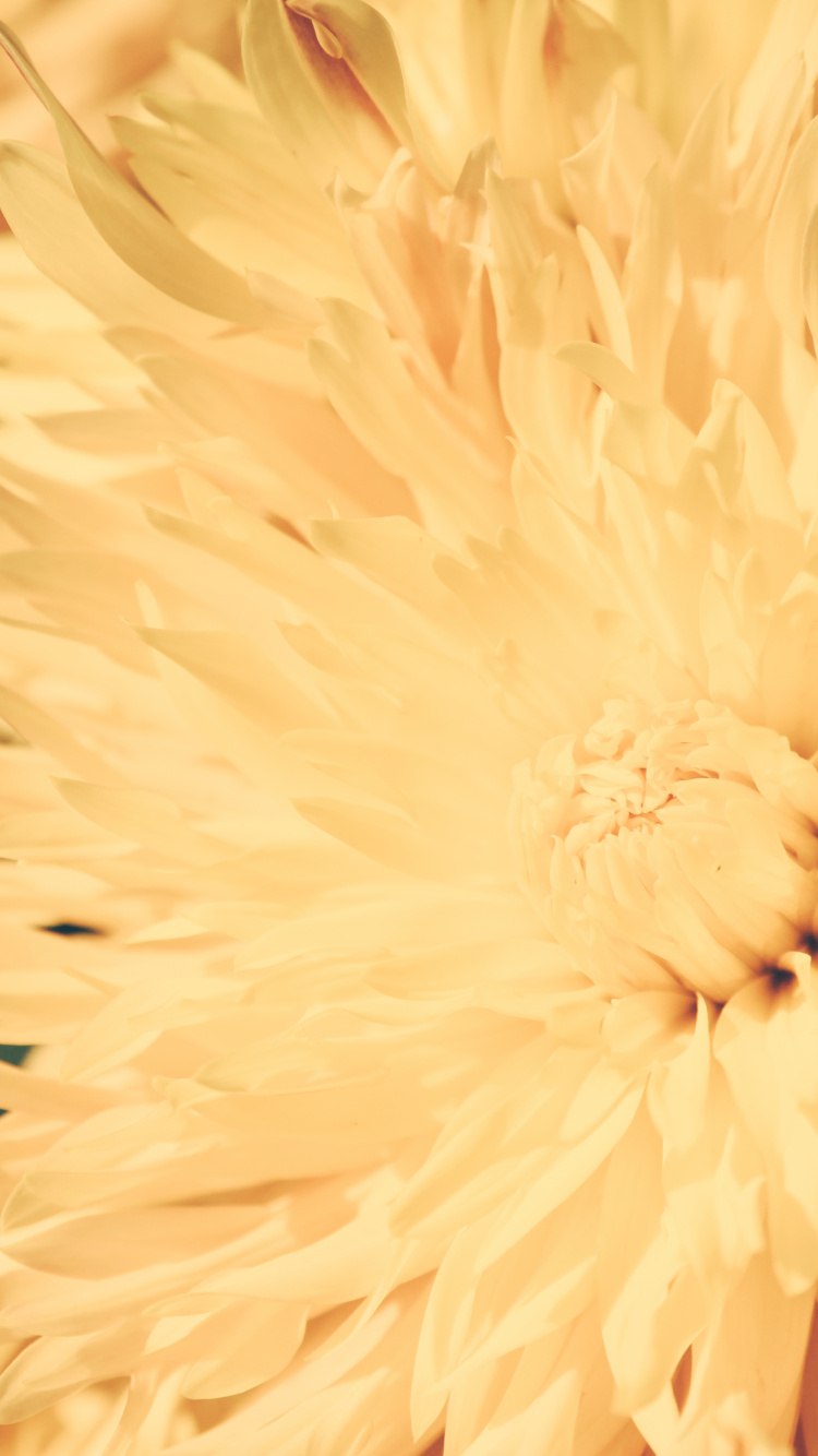 Обои крупный план, Хризантема, желтый, цветок, растение в разрешении 750x1334