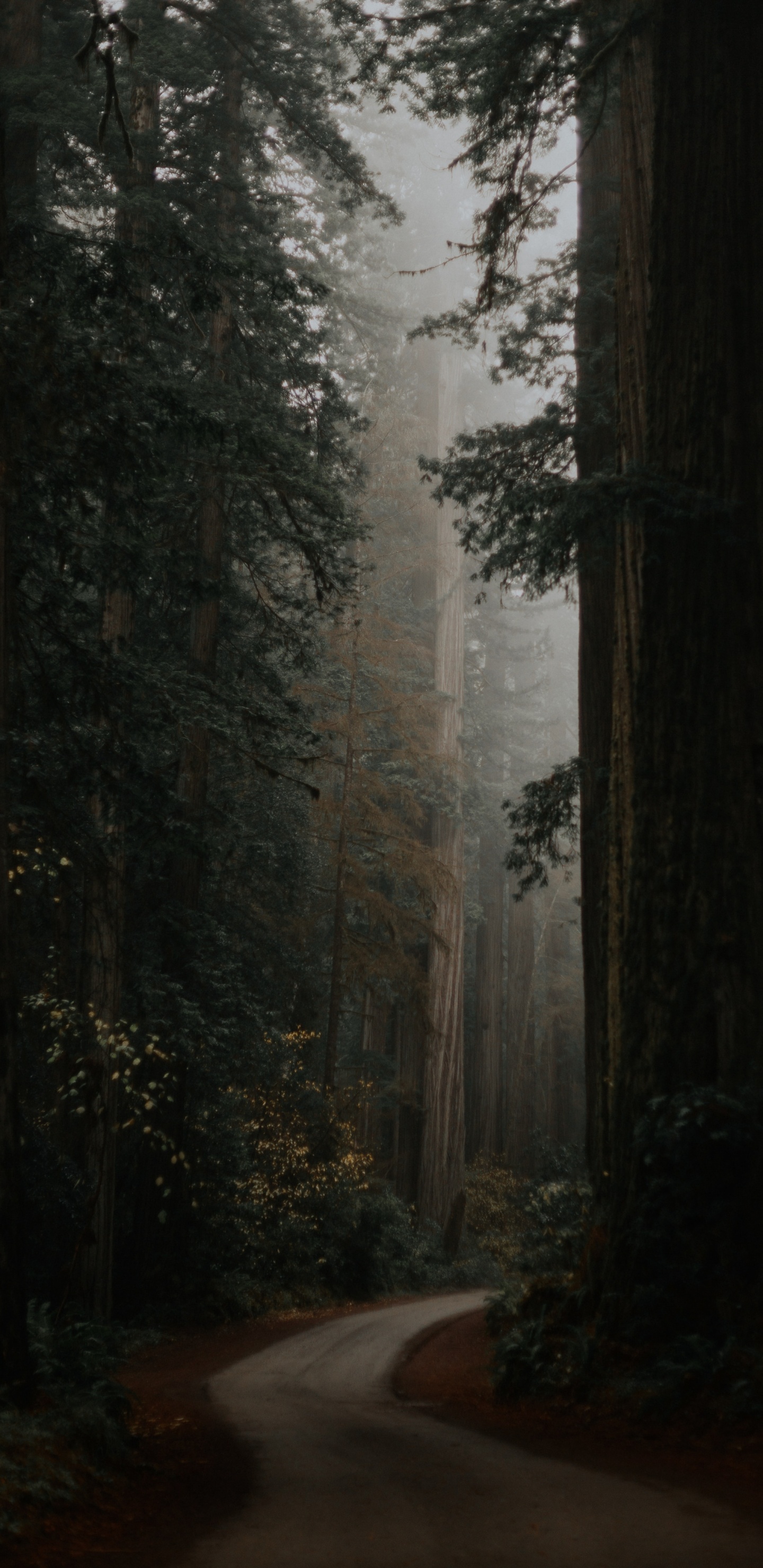 Обои серо-зеленая эстетика, растение, атмосфера, древесина, природный ландшафт в разрешении 1440x2960