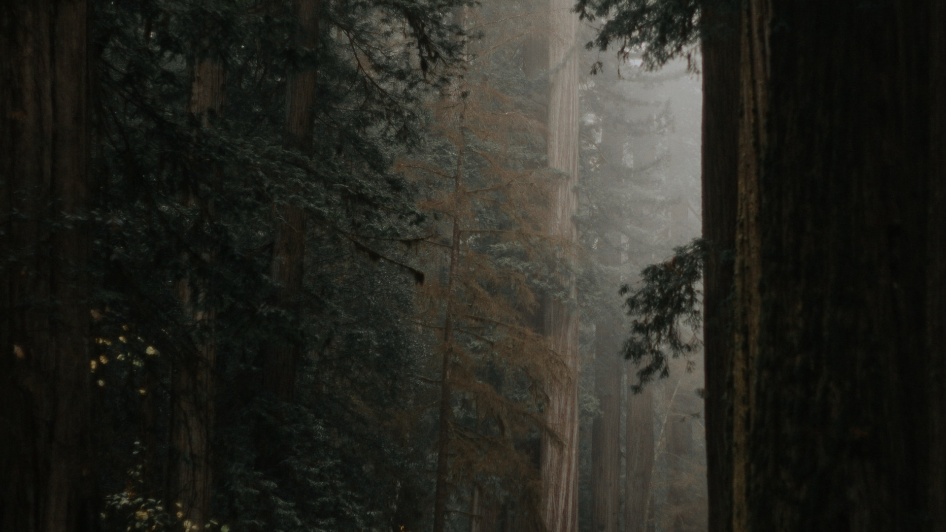 Обои серо-зеленая эстетика, растение, атмосфера, древесина, природный ландшафт в разрешении 1920x1080