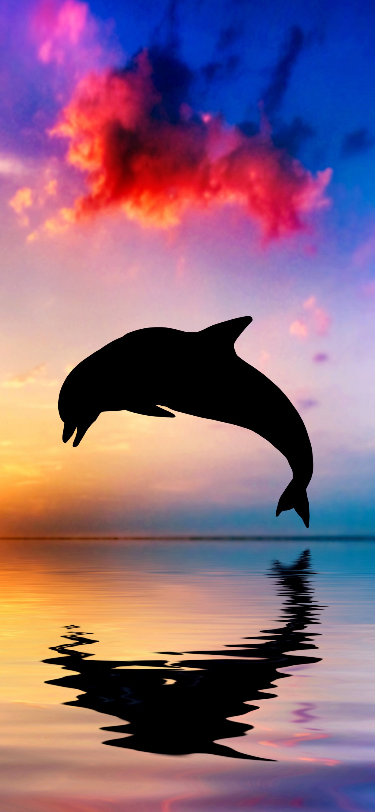 Обои Дельфин, афалина, китообразных, вода, скачок в разрешении 1242x2688