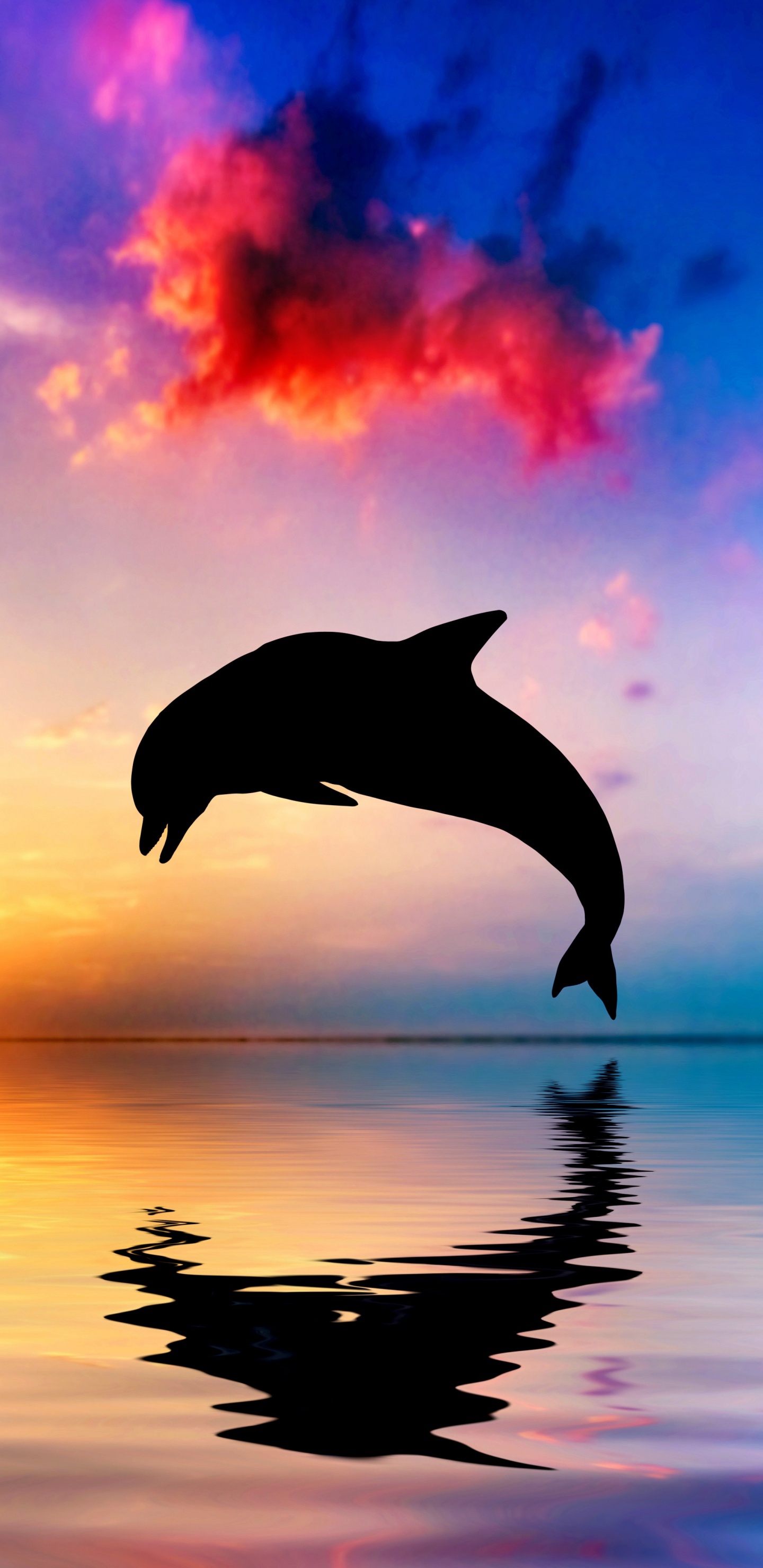 Обои Дельфин, афалина, китообразных, вода, скачок в разрешении 1440x2960