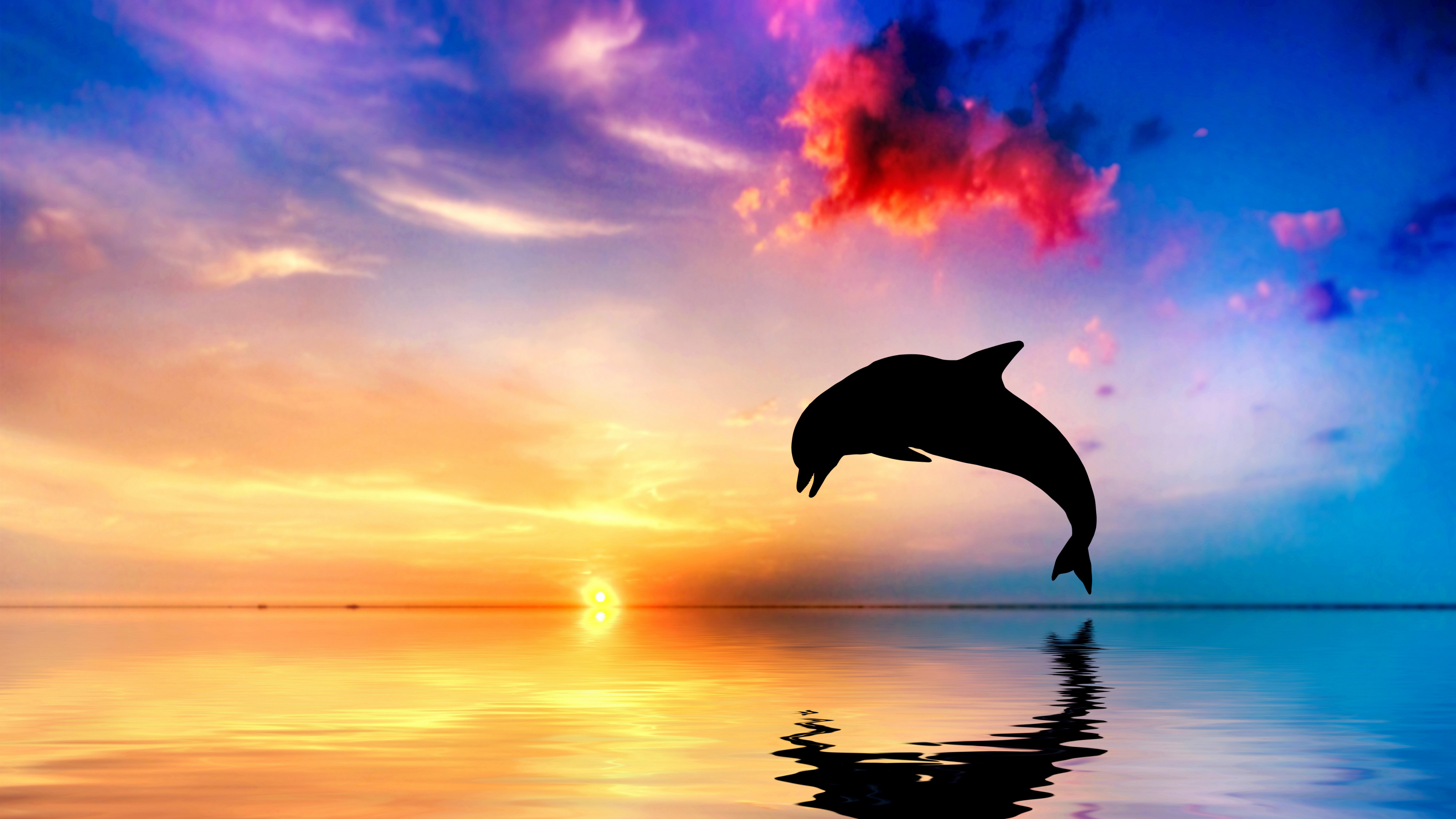 Обои Дельфин, афалина, китообразных, вода, скачок в разрешении 3840x2160