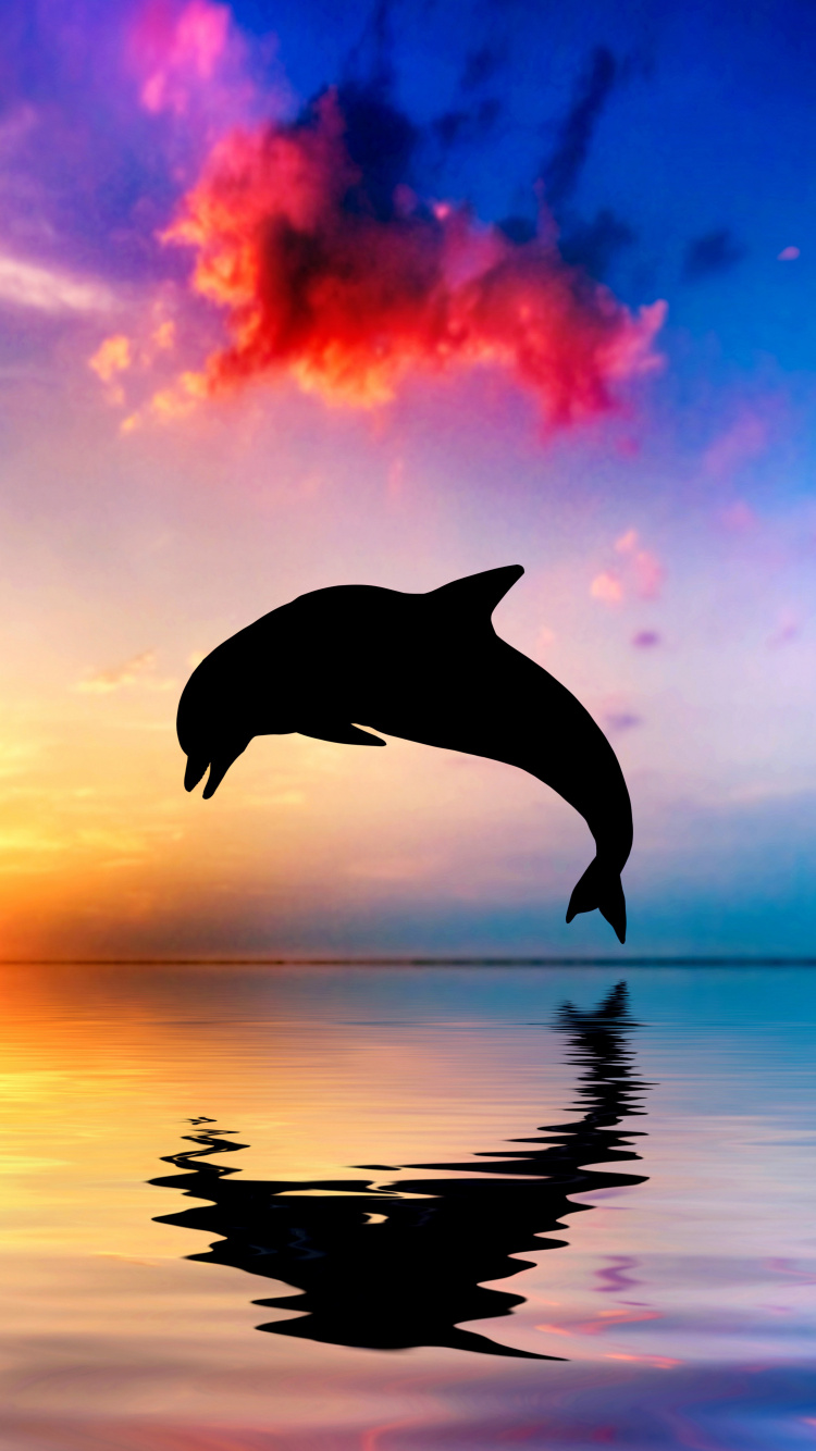 Обои Дельфин, афалина, китообразных, вода, скачок в разрешении 750x1334