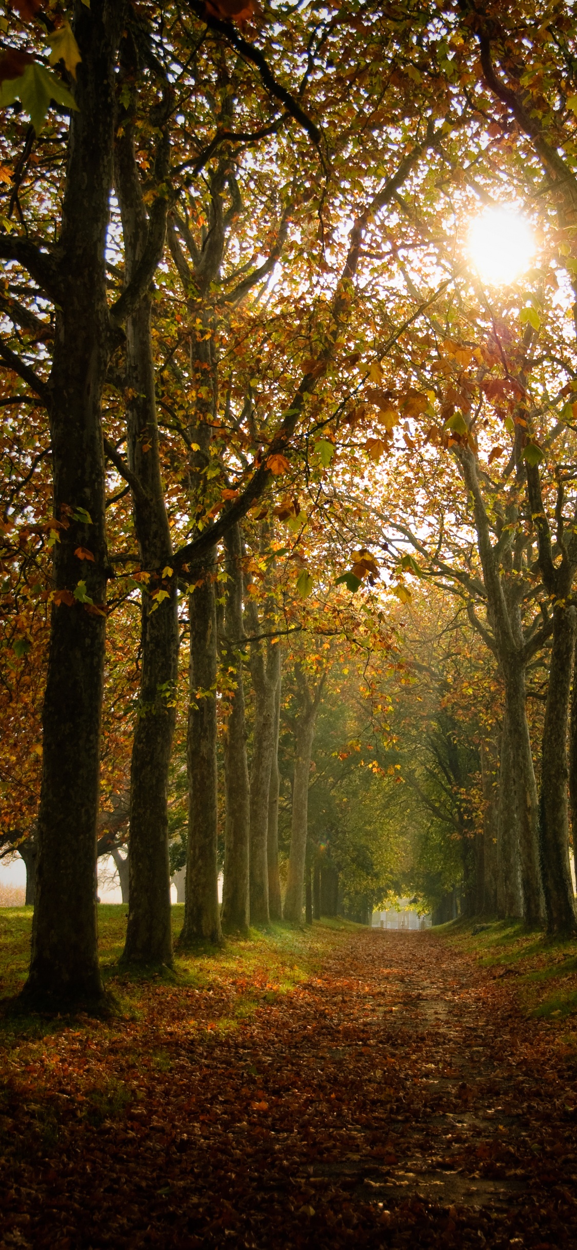 Обои окружающая среда, лето, лесистая местность, свет, осень в разрешении 1125x2436