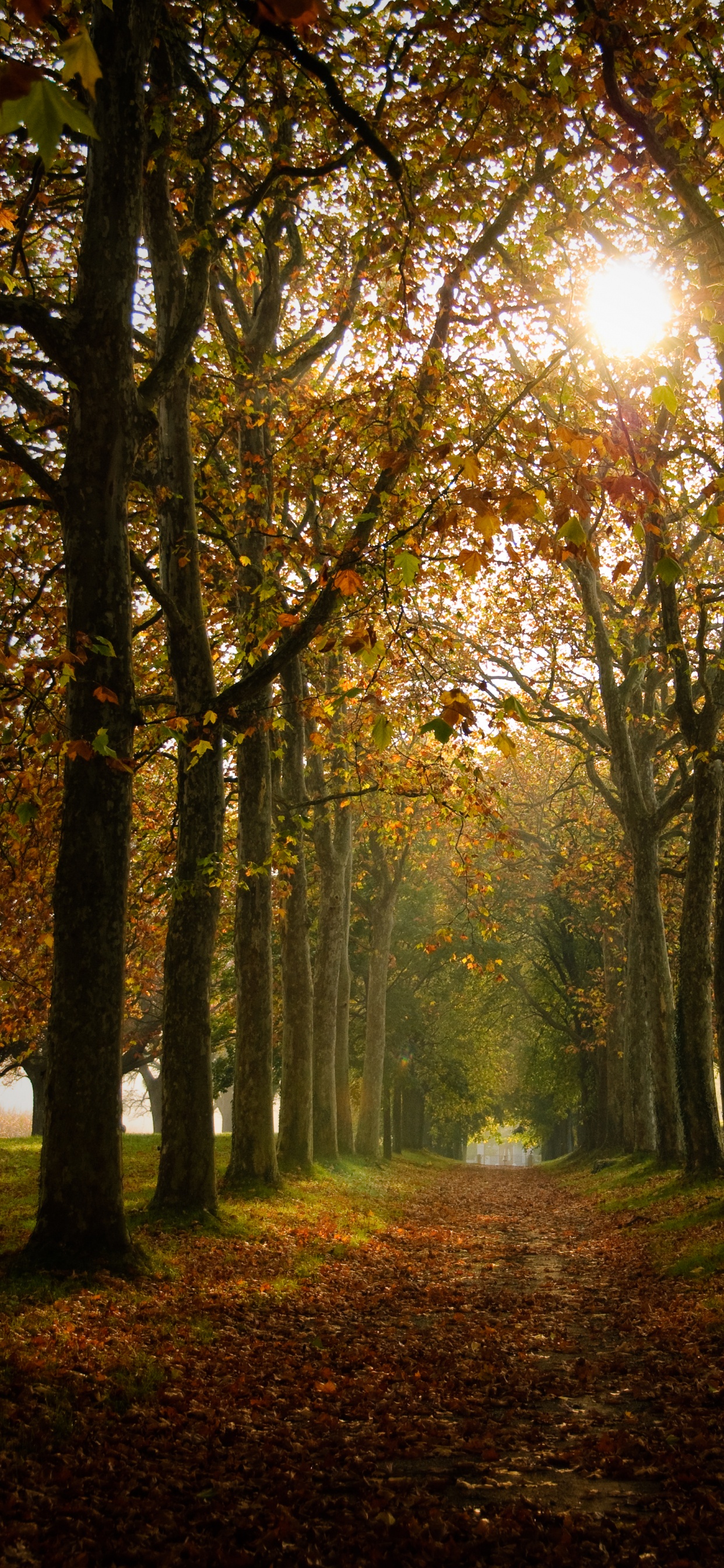 Обои окружающая среда, лето, лесистая местность, свет, осень в разрешении 1242x2688