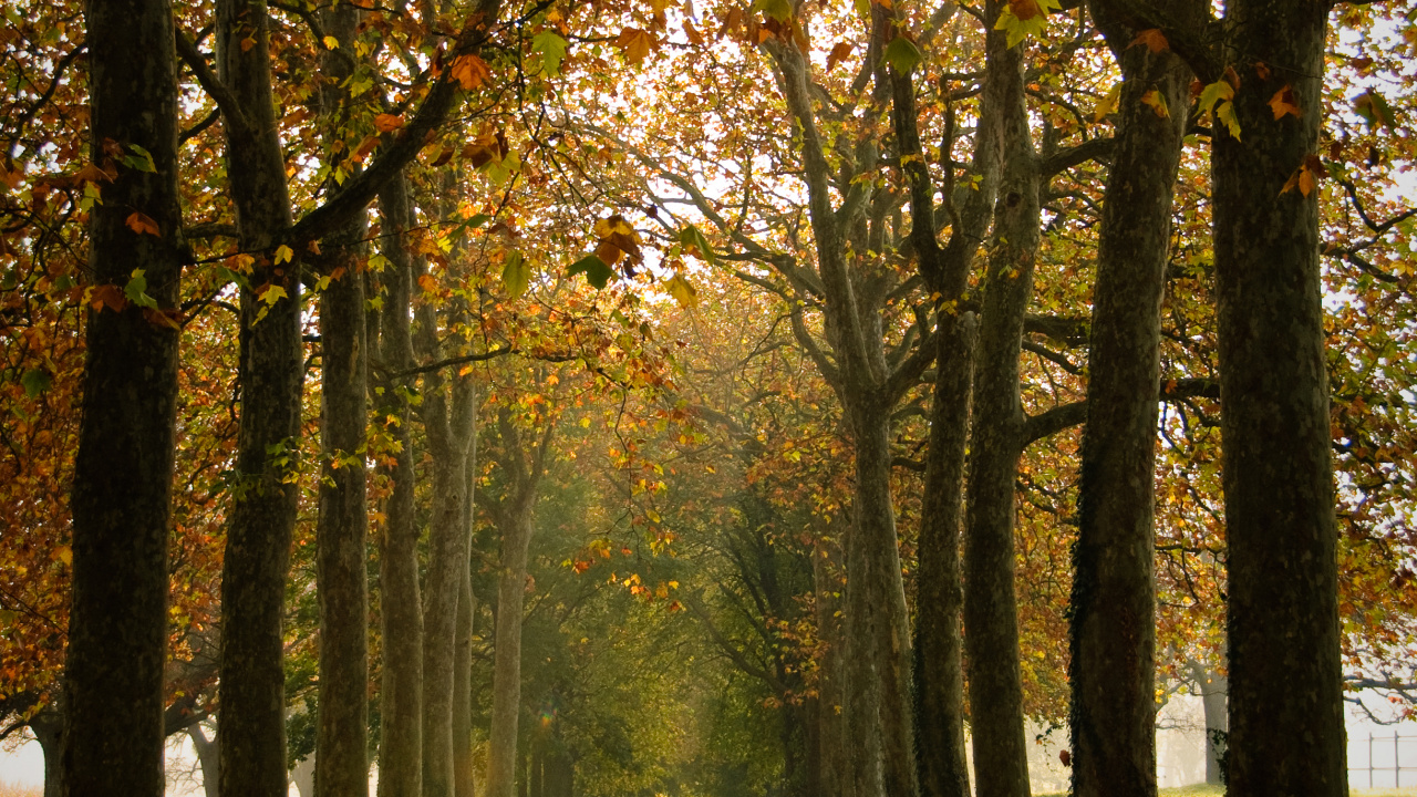 Обои окружающая среда, лето, лесистая местность, свет, осень в разрешении 1280x720