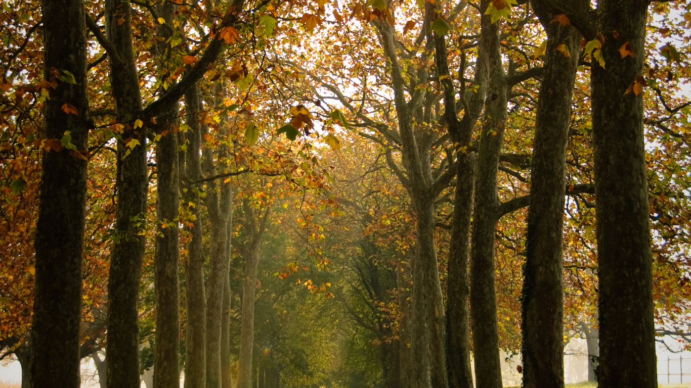 Обои окружающая среда, лето, лесистая местность, свет, осень в разрешении 1366x768