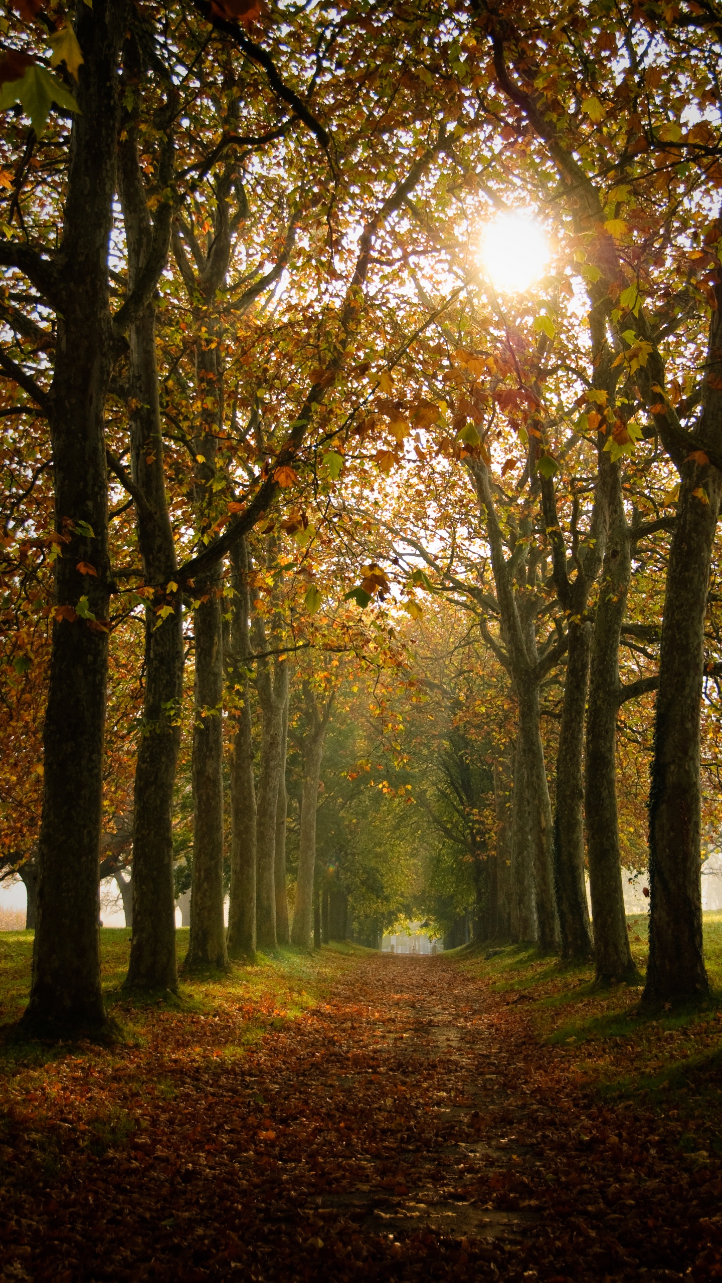 Обои окружающая среда, лето, лесистая местность, свет, осень в разрешении 1440x2560