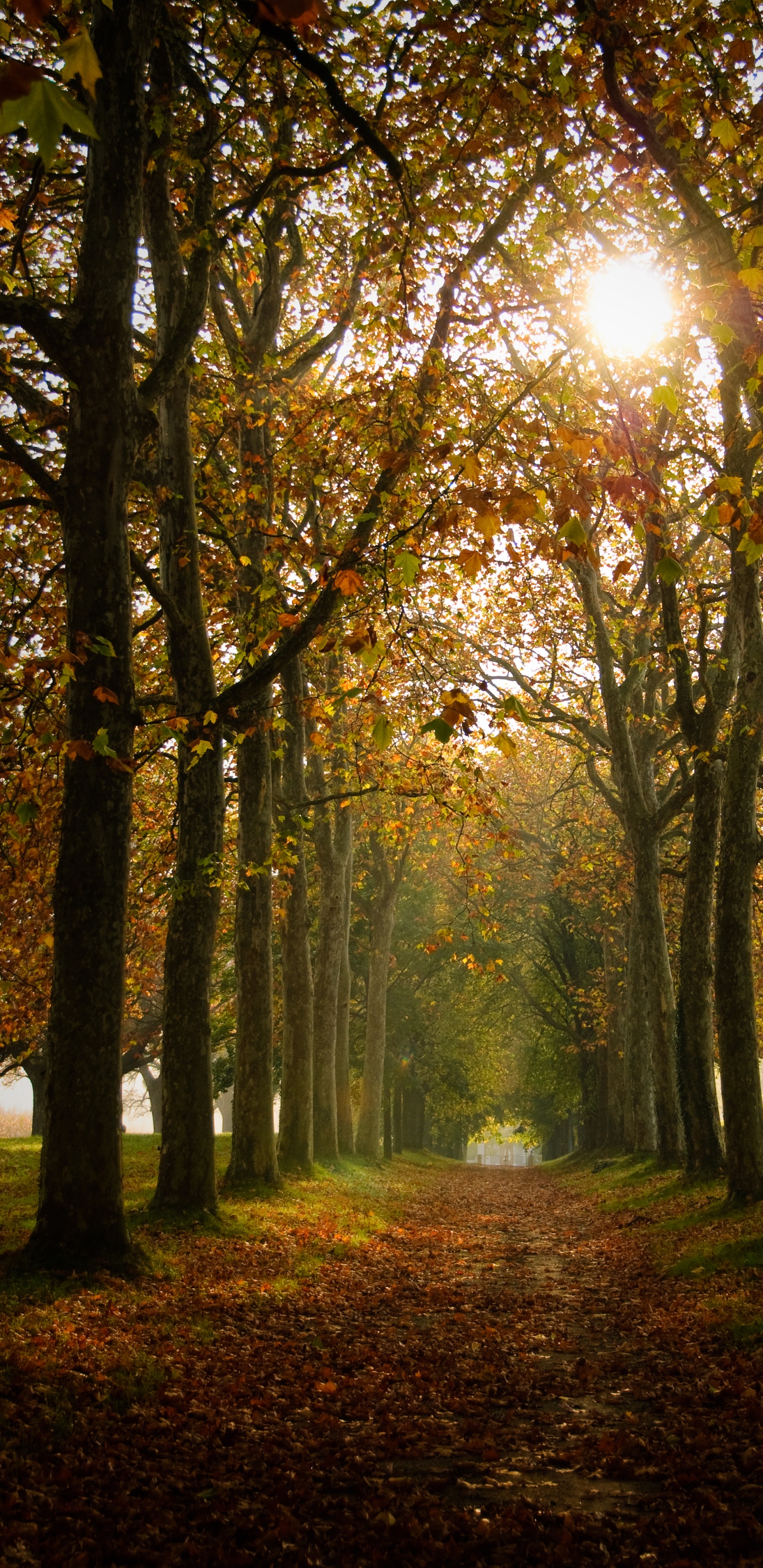 Обои окружающая среда, лето, лесистая местность, свет, осень в разрешении 1440x2960