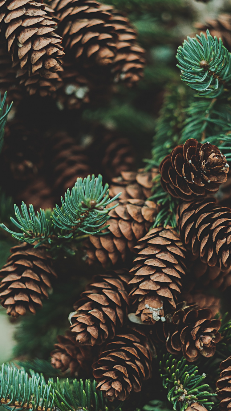 Обои сосновая шишка, хвойные конуса, конус, Lodgepole сосна, дикая сосна в разрешении 750x1334