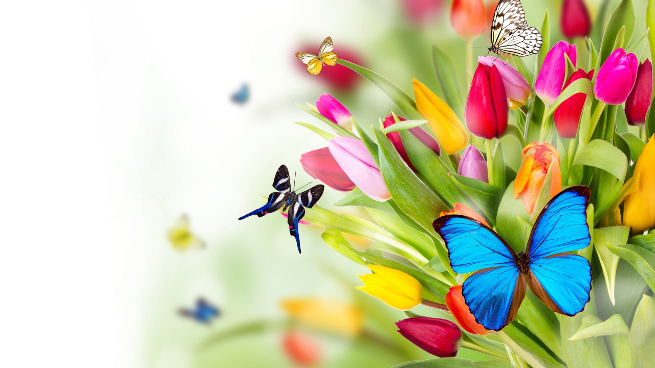 Обои цветок, насекомое, бабочка, растение, весна в разрешении 1280x720