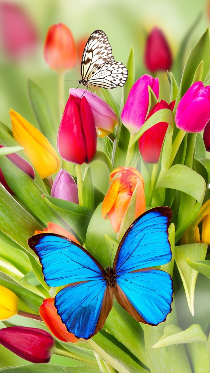 Обои цветок, насекомое, бабочка, растение, весна в разрешении 720x1280