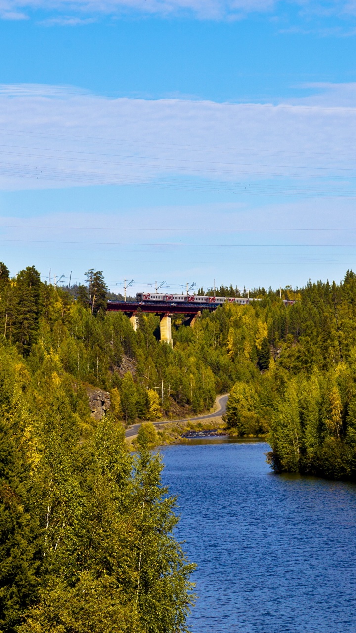 Обои природа, лес, дерево, природный заповедник, дикая местность в разрешении 720x1280