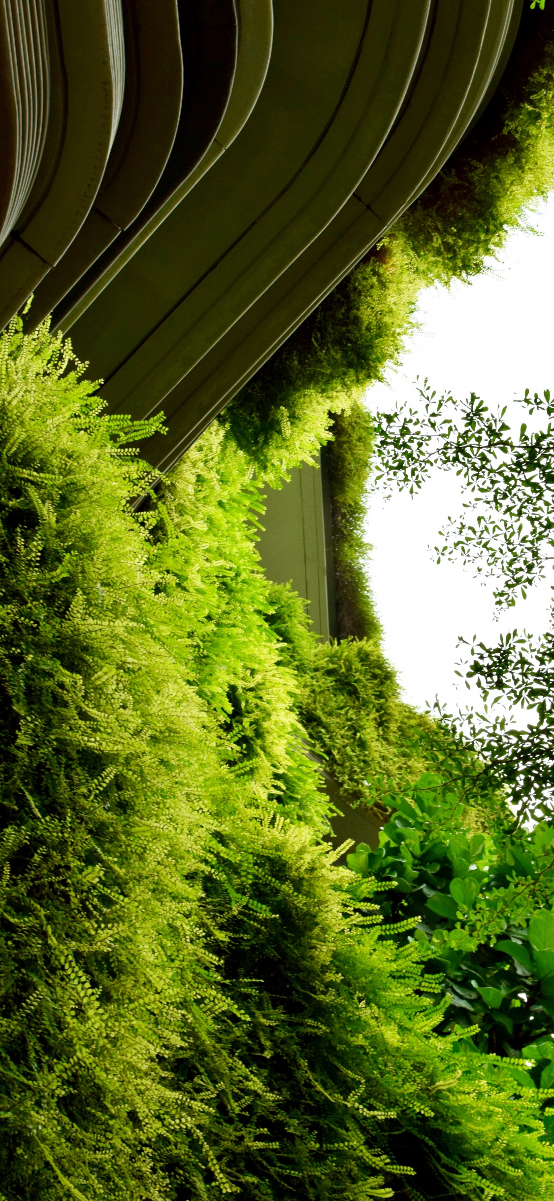 Обои Флора, зеленый, растительность, природа, дерево в разрешении 1125x2436