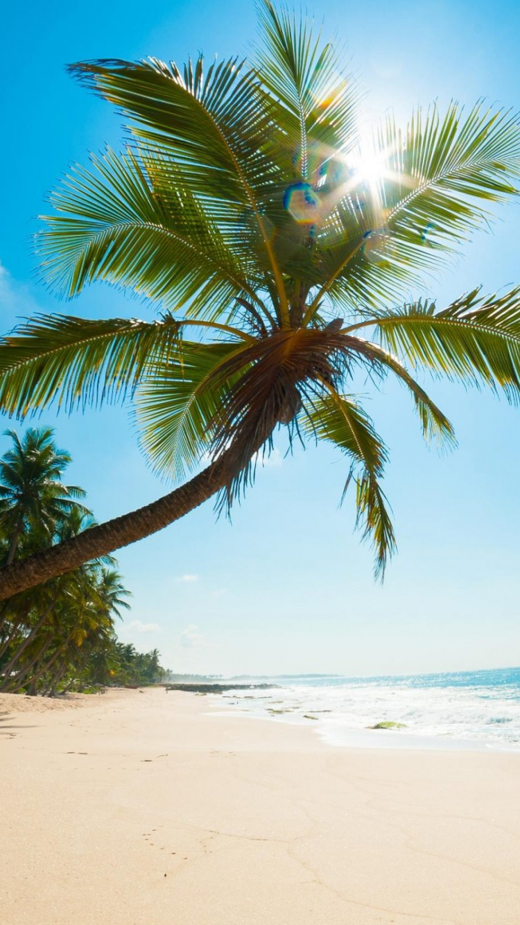 Обои пляж, Солнечный берег, тропическая зона, Пальма, Карибский бассейн в разрешении 750x1334