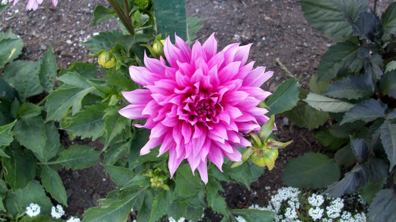 Обои георгин, Хризантема, цветковое растение, однолетнее растение, семья ромашек в разрешении 1366x768