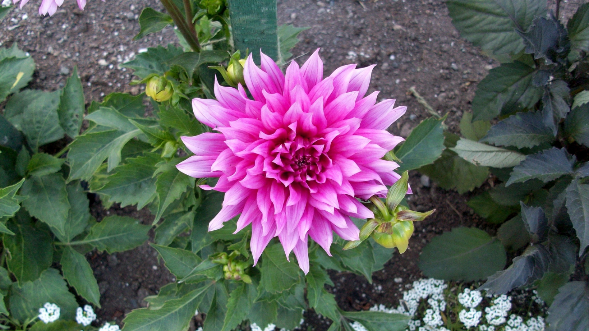 Обои георгин, Хризантема, цветковое растение, однолетнее растение, семья ромашек в разрешении 1920x1080