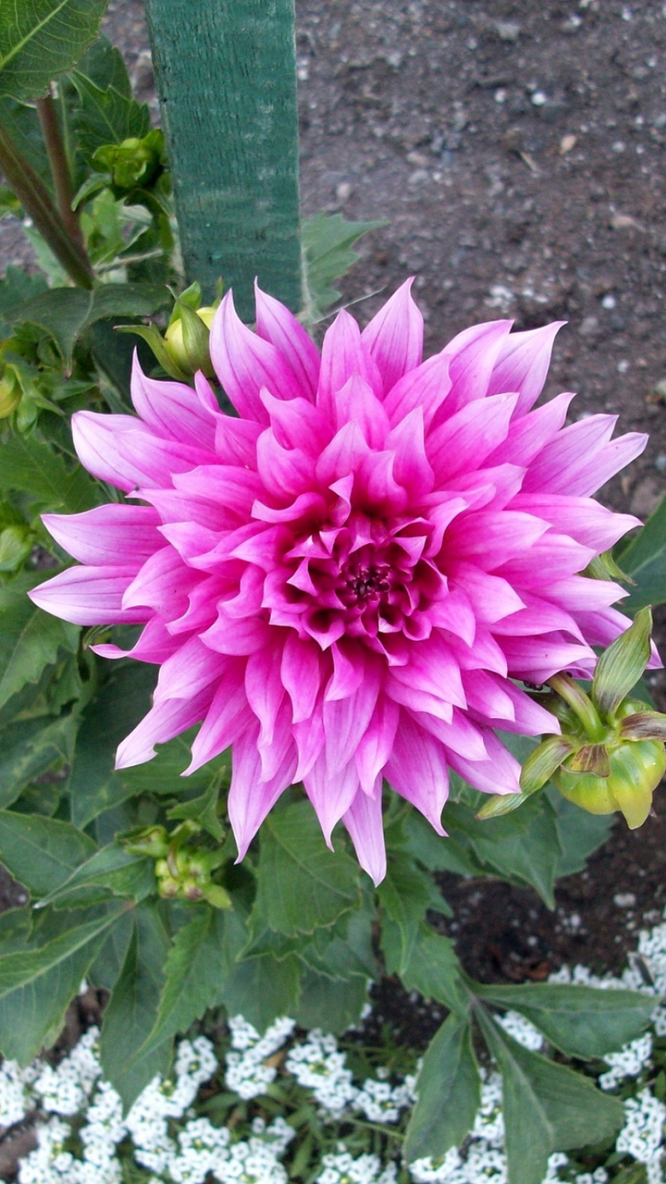 Обои георгин, Хризантема, цветковое растение, однолетнее растение, семья ромашек в разрешении 750x1334