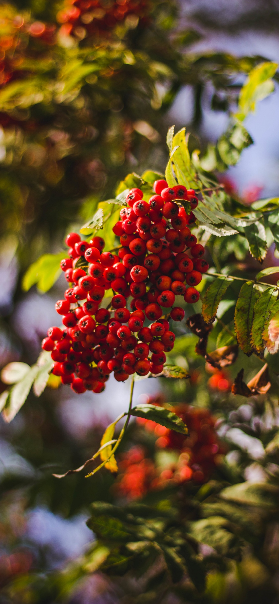 Обои ягоды, фрукты, дерево, цветок, красный цвет в разрешении 1125x2436