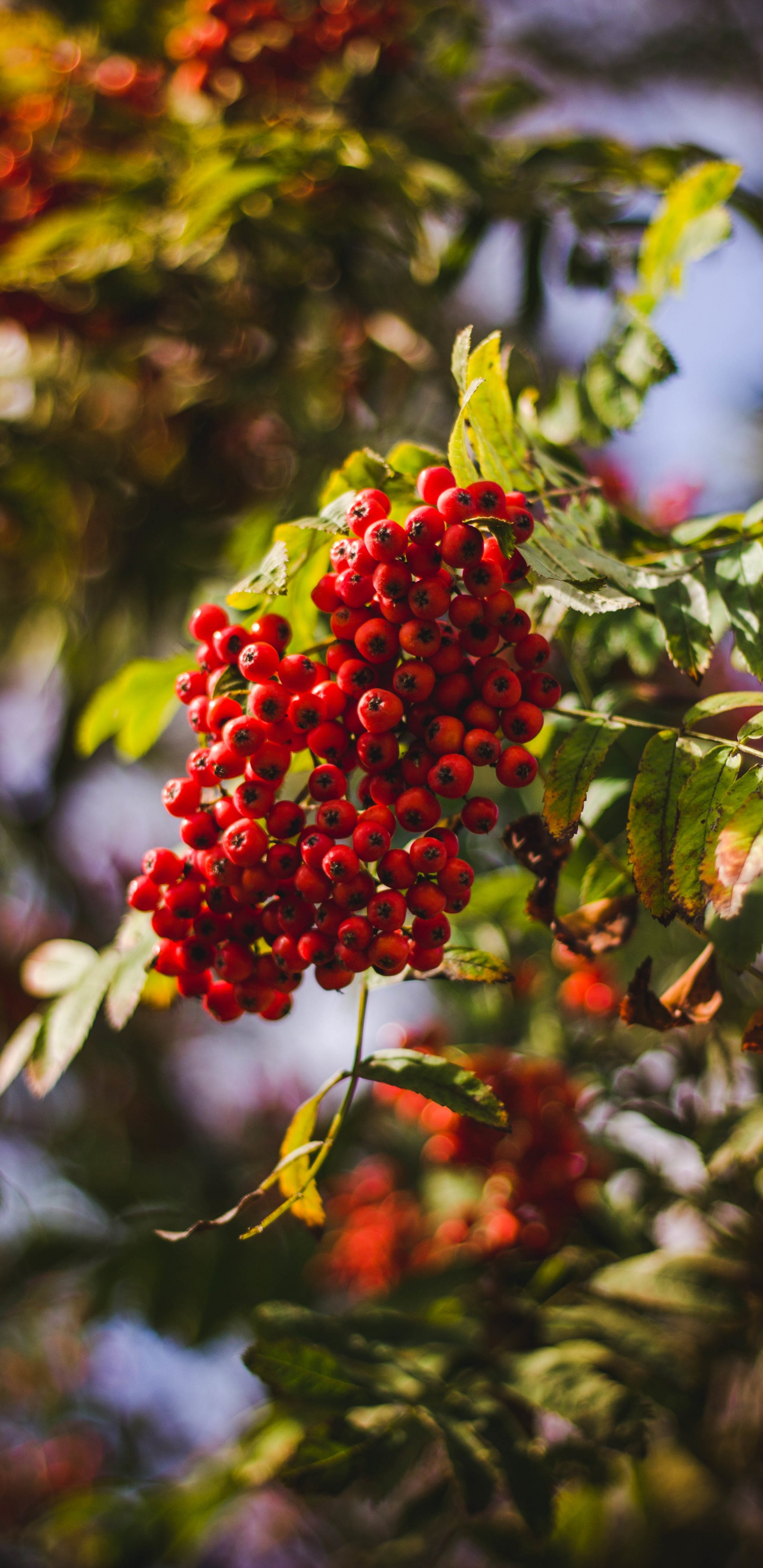 Обои ягоды, фрукты, дерево, цветок, красный цвет в разрешении 1440x2960