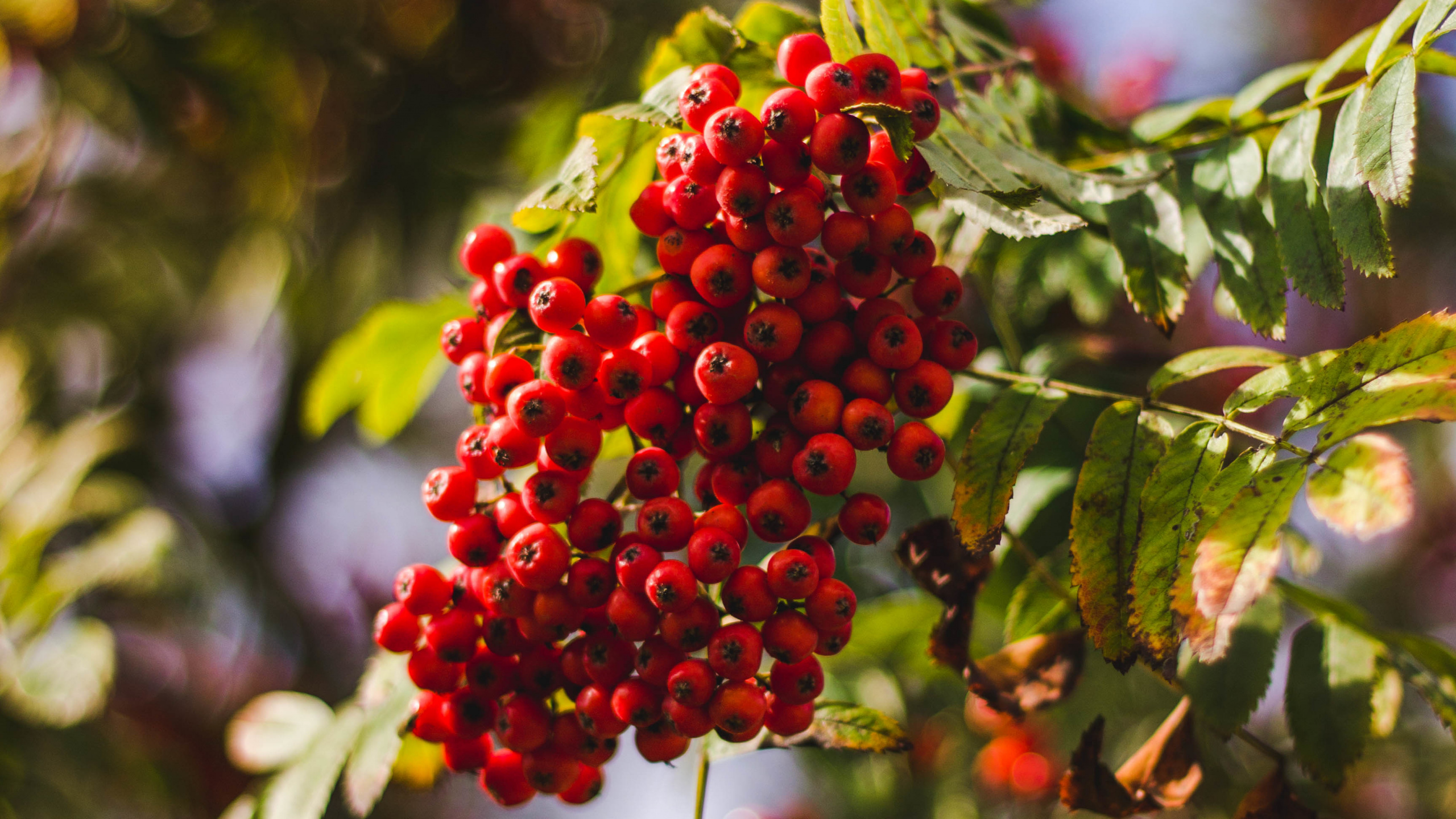 Обои ягоды, фрукты, дерево, цветок, красный цвет в разрешении 2560x1440