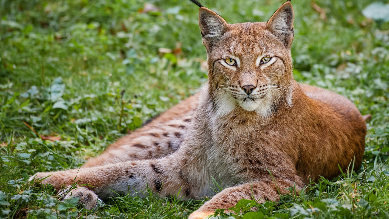 Обои рысь, наземные животные, живая природа, кошачьих, дикая местность в разрешении 1280x720