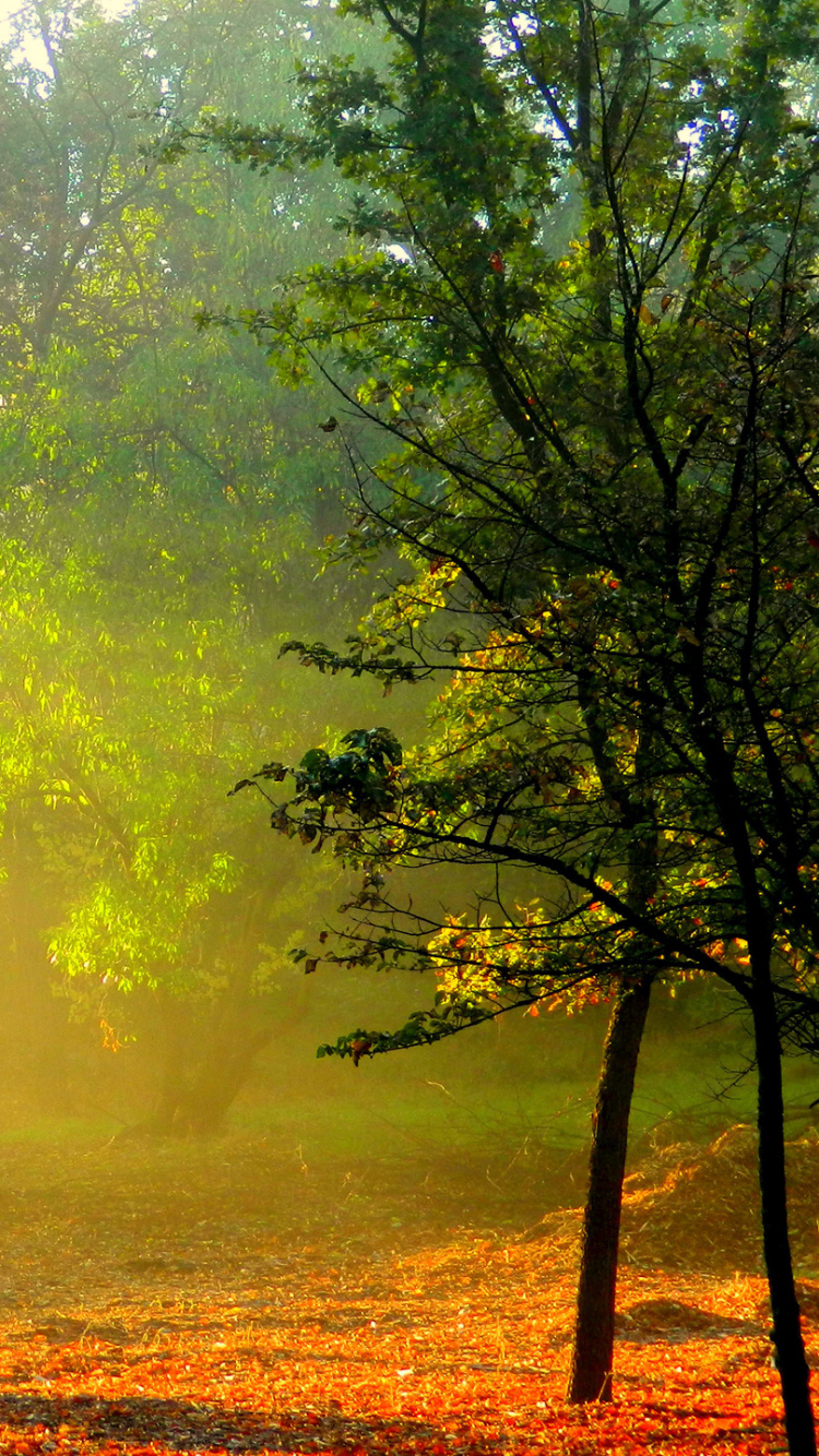 Обои природа, дерево, солнечный свет, утро, ютуб в разрешении 750x1334