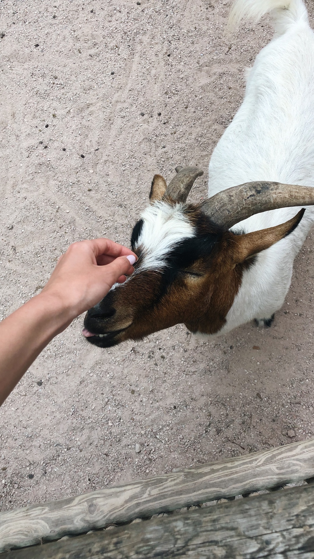 Обои коза, Козлов, морда, наземные животные, домашний скот в разрешении 1080x1920