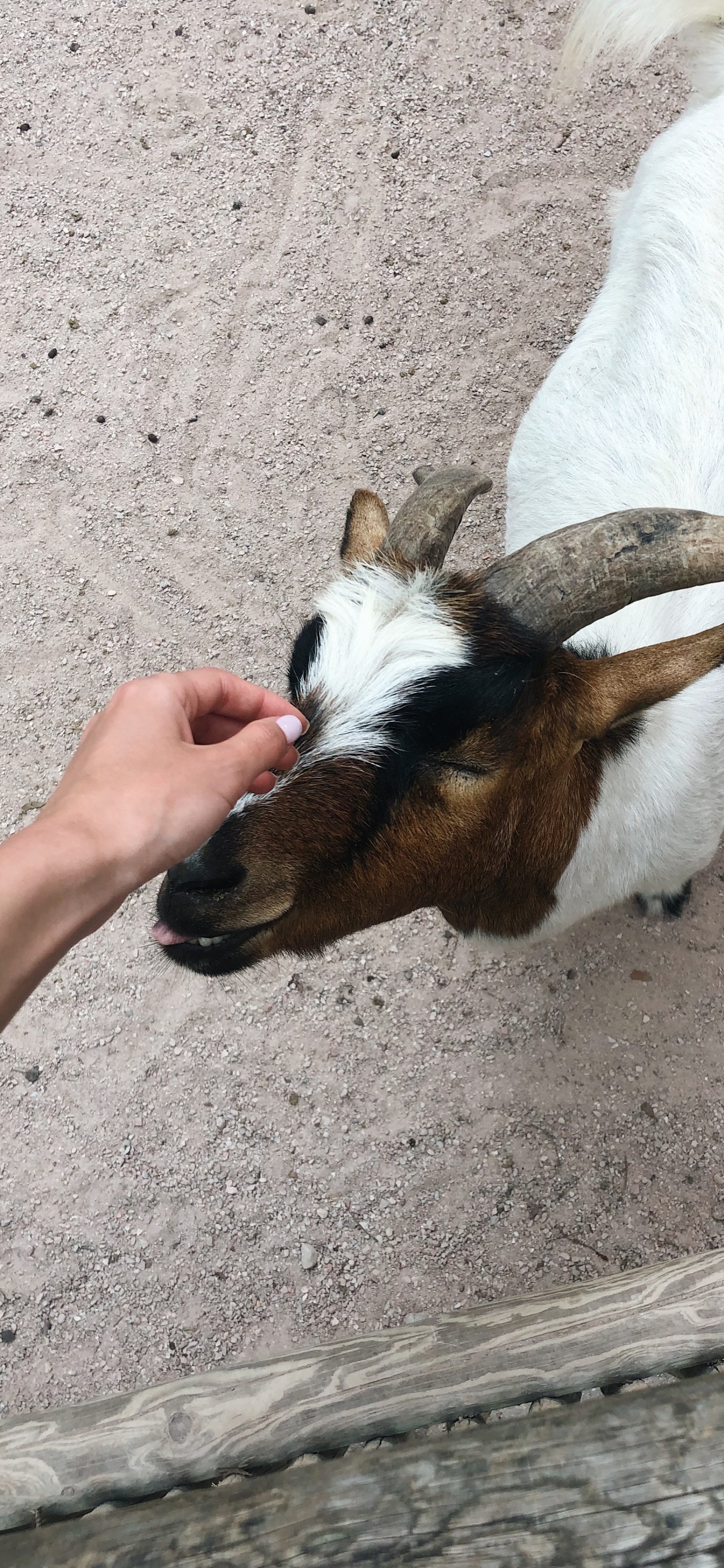 Обои коза, Козлов, морда, наземные животные, домашний скот в разрешении 1242x2688