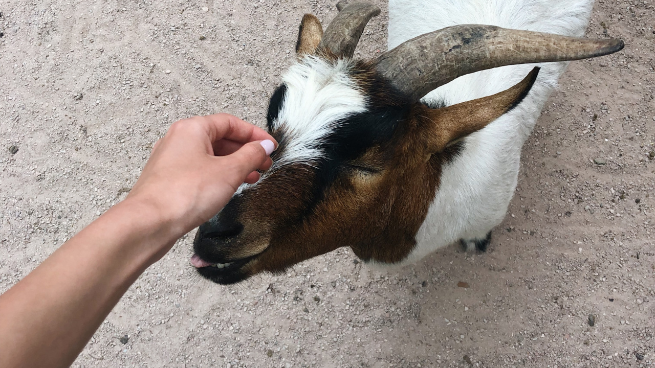 Обои коза, Козлов, морда, наземные животные, домашний скот в разрешении 1280x720