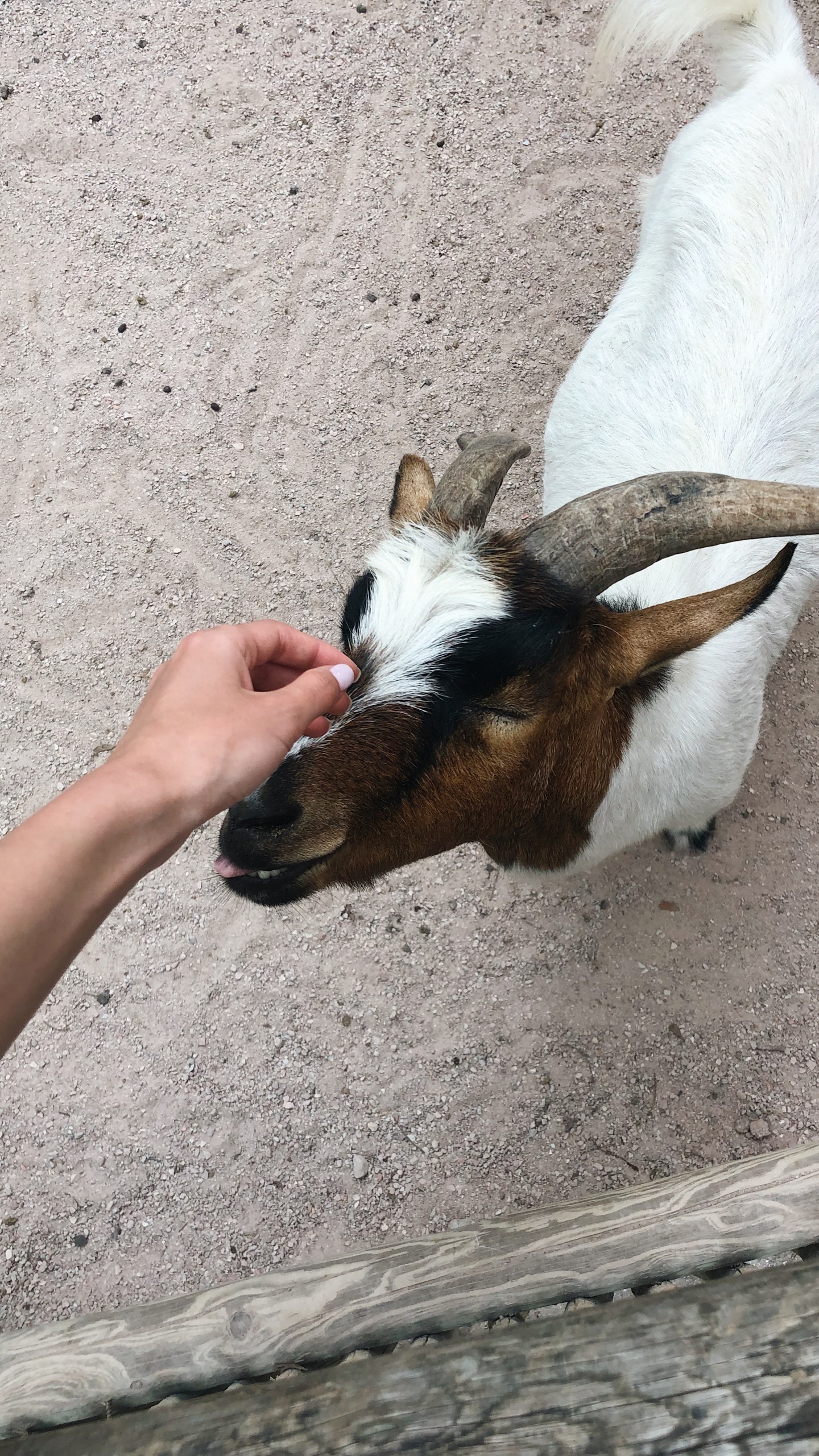 Обои коза, Козлов, морда, наземные животные, домашний скот в разрешении 1440x2560