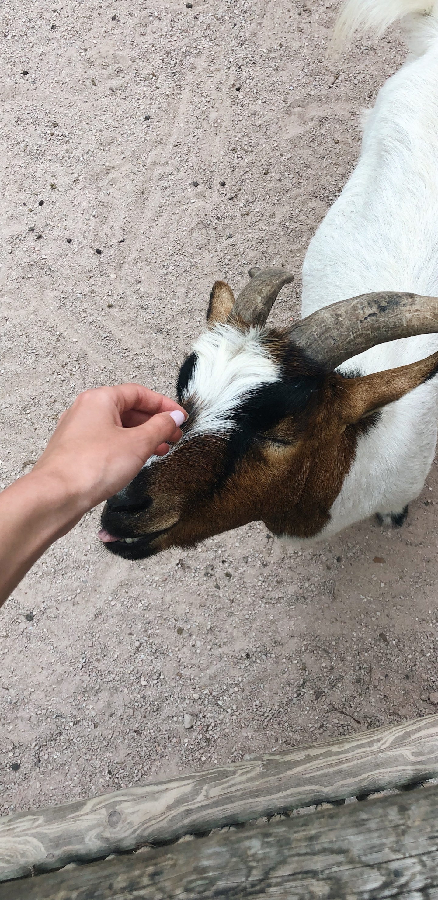 Обои коза, Козлов, морда, наземные животные, домашний скот в разрешении 1440x2960