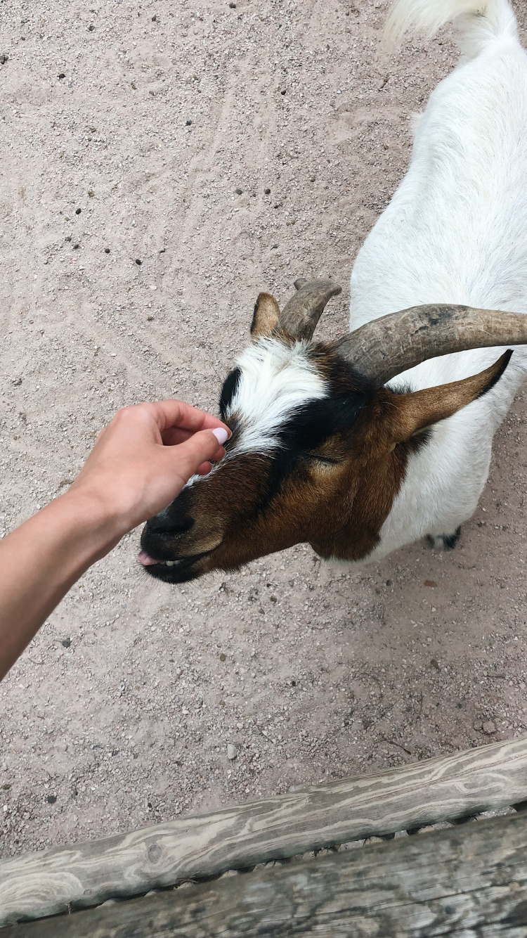 Обои коза, Козлов, морда, наземные животные, домашний скот в разрешении 750x1334