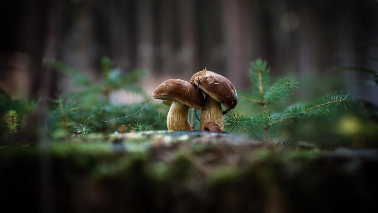 Обои копеечные плюшки, трава, ветвь, гриб, съедобный гриб в разрешении 1280x720