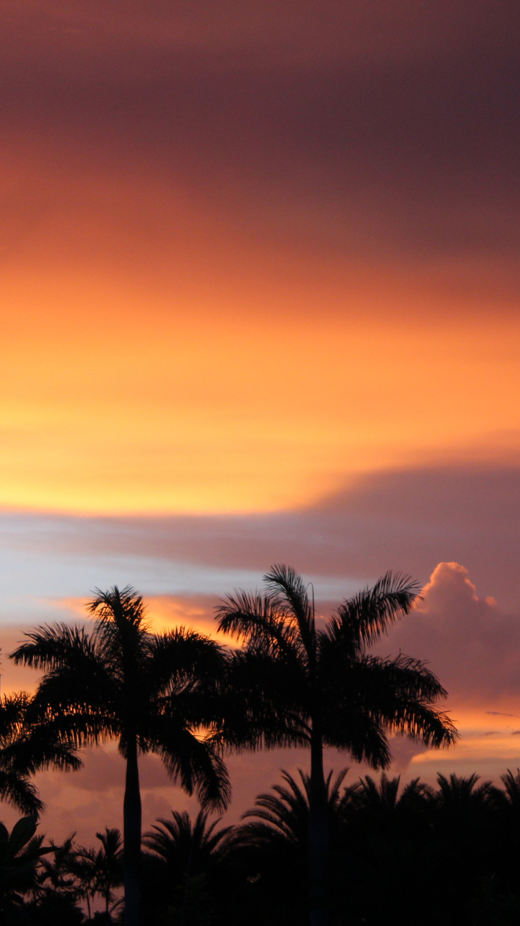 Обои закат, природа, послесвечение, восход солнца, дерево в разрешении 750x1334